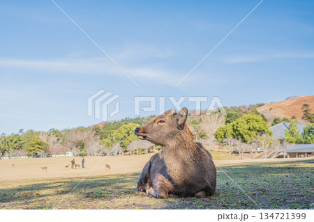 ニホンジカ(オス) 奈良公園春日野園地 ニホンジカ(オス) 奈良公園春日野園地 134721399