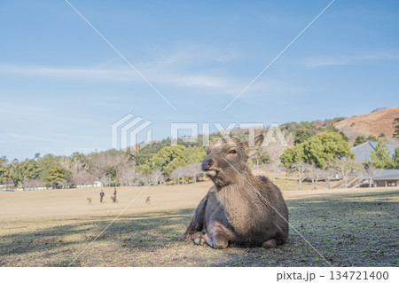ニホンジカ（オス）　奈良公園春日野園地 134721400