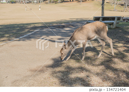 ニホンジカ(メス) 奈良公園春日野園地 ニホンジカ(メス) 奈良公園春日野園地 134721404