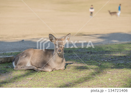 ニホンジカ（メス）　奈良公園春日野園地 134721406