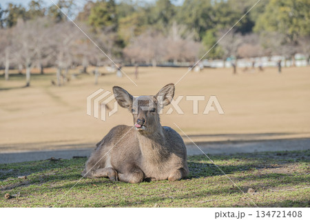ニホンジカ（メス）　奈良公園春日野園地 134721408