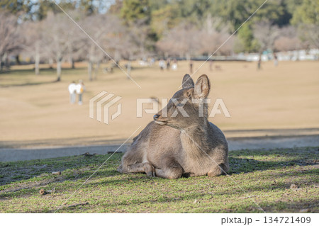 ニホンジカ(メス) 奈良公園春日野園地 ニホンジカ(メス) 奈良公園春日野園地 134721409