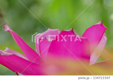 beautiful Bromeliad flower in the garden 134721507