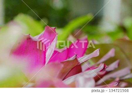 beautiful pink Bromeliad flower in the garden 134721508