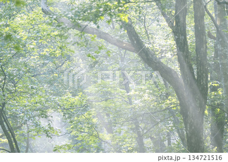 新緑の森に光芒が差し込む風景 大山鏡ヶ成 新緑の森に光芒が差し込む風景 大山鏡ヶ成 134721516