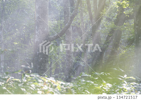 新緑の森に光芒が差し込む風景 大山鏡ヶ成 新緑の森に光芒が差し込む風景 大山鏡ヶ成 134721517