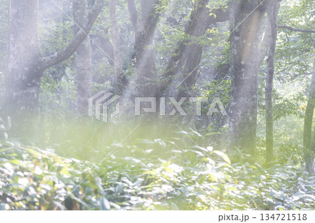 新緑の森に光芒が差し込む風景 大山鏡ヶ成 新緑の森に光芒が差し込む風景 大山鏡ヶ成 134721518