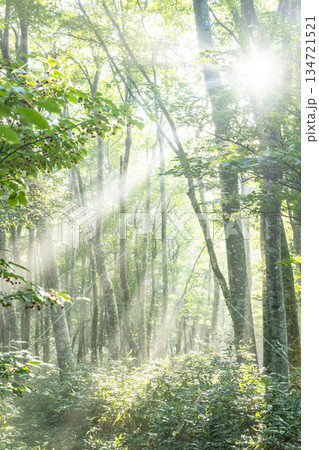 新緑の森に光芒が差し込む風景　大山鏡ヶ成 134721521