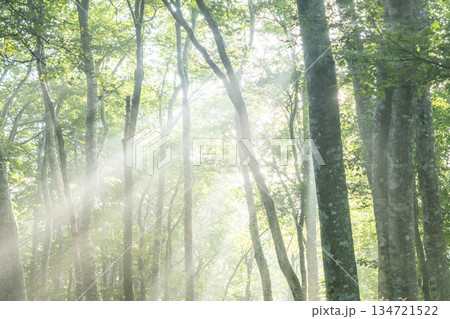 新緑の森に光芒が差し込む風景 大山鏡ヶ成 新緑の森に光芒が差し込む風景 大山鏡ヶ成 134721522