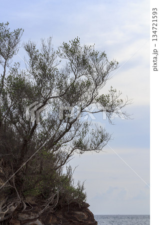 tree on the coast tree on the coast 134721593