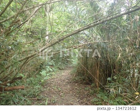 沖縄　比地大滝　国頭村　沖縄県北部　滝　マイナスイオン 134721612