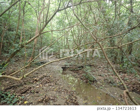 沖縄 比地大滝 国頭村 沖縄県北部 滝 マイナスイオン 沖縄 比地大滝 国頭村 沖縄県北部 滝 マイナスイオン 134721613