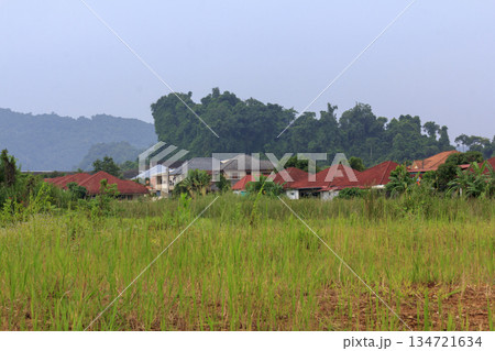 houses on grass fields houses on grass fields 134721634