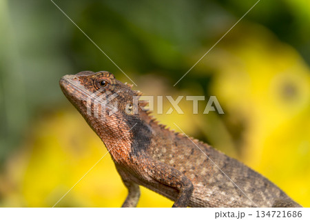 chameleon on the nature background 134721686