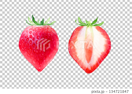 草莓果實橫切面水彩插圖 134721847