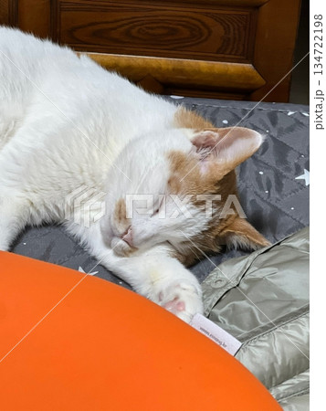 An Indonesian domestic cat with a sleek coat and playful personality, lounging in a sunny spot. Perfect for pet photography, showcasing the charm and beauty of local feline companions at home. 134722198