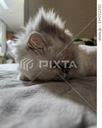 An Indonesian domestic cat with a sleek coat and playful personality, lounging in a sunny spot. Perfect for pet photography, showcasing the charm and beauty of local feline companions at home. 134722202