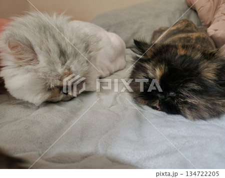 An Indonesian domestic cat with a sleek coat and playful personality, lounging in a sunny spot. Perfect for pet photography, showcasing the charm and beauty of local feline companions at home. An Indonesian domestic cat with a sleek coat and playful personality, lounging in a sunny spot. Perfect for pet photography, showcasing the charm and beauty of local feline companions at home. 134722205