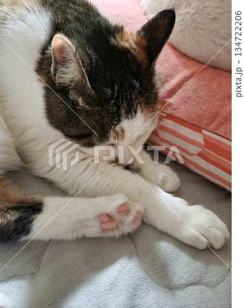 An Indonesian domestic cat with a sleek coat and playful personality, lounging in a sunny spot. Perfect for pet photography, showcasing the charm and beauty of local feline companions at home. 134722206