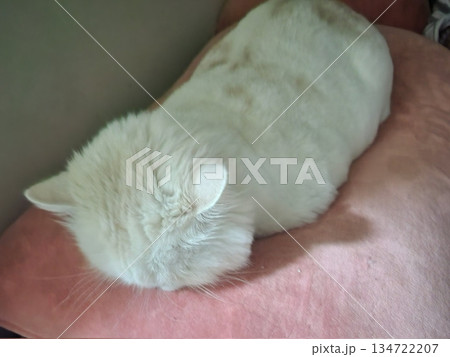 An Indonesian domestic cat with a sleek coat and playful personality, lounging in a sunny spot. Perfect for pet photography, showcasing the charm and beauty of local feline companions at home. 134722207
