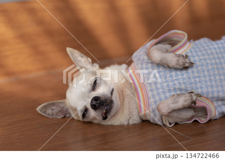 Chihuahua dog sleeping on floor Chihuahua dog sleeping on floor 134722466