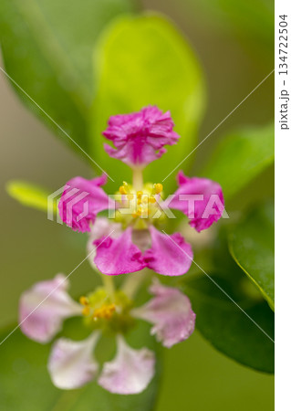 flowers on the green background 134722504