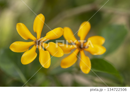 yellow flower in nature 134722506