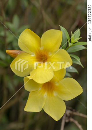 yellow flower in the garden 134722529