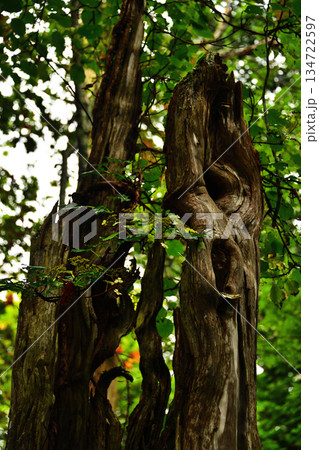 裏摩周・神の子池トレイルの変形樹木・植物 134722597