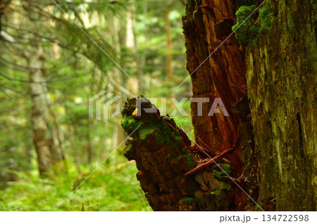 裏摩周・神の子池トレイルの変形樹木・植物 134722598