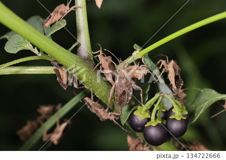 生き物 昆虫 ホオズキカメムシ、色々な作物に被害を与えます。オオイヌホオズキに群がる成虫の群れ 生き物 昆虫 ホオズキカメムシ、色々な作物に被害を与えます。オオイヌホオズキに群がる成虫の群れ 134722666