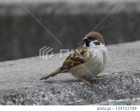 コンクリートの縁にとまるスズメ｜街中で見かける身近な野鳥 134722789