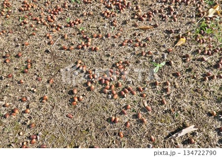 地面に落下したアラカシの実（冬、十二月） 134722790