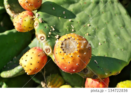 オレンジ色のウチワサボテンの実（冬、十二月） 134722836