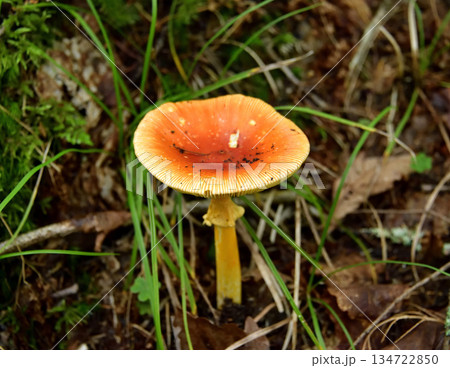 裏摩周・神の子池トレイルのキノコ類とその他植物 134722850