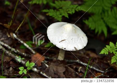 裏摩周・神の子池トレイルのキノコ類とその他植物 134722856