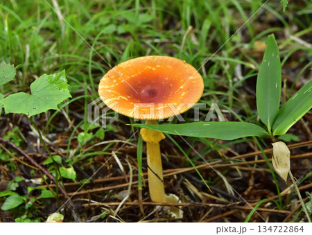 裏摩周・神の子池トレイルのキノコ類とその他植物 134722864