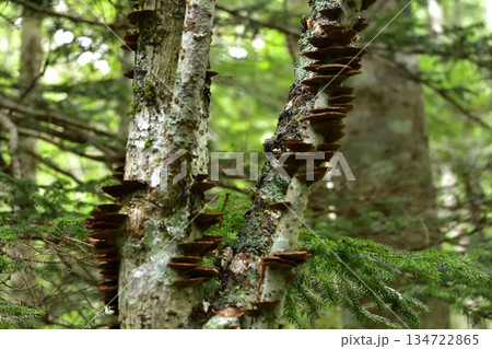 裏摩周・神の子池トレイルのキノコ類とその他植物 裏摩周・神の子池トレイルのキノコ類とその他植物 134722865