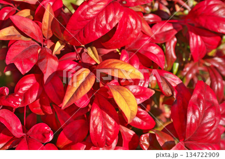 赤いオタフクナンテンの葉(冬、十二月) 赤いオタフクナンテンの葉(冬、十二月) 134722909