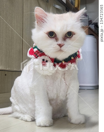 An Indonesian domestic cat with a sleek coat and playful personality, lounging in a sunny spot. Perfect for pet photography, showcasing the charm and beauty of local feline companions at home. 134723565