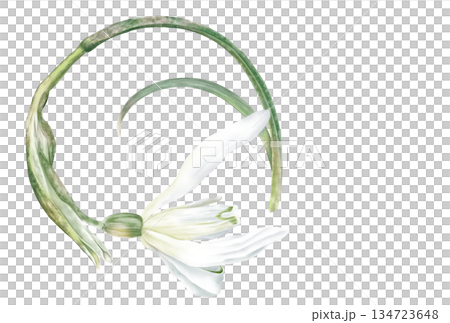 Snowdrop postcard 134723648