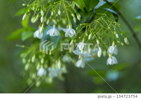 white flowers on green background 134723754