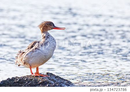 岩に立つウミアイサ 134723786