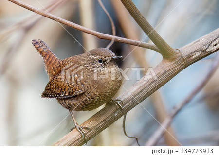 尾羽を立てるミソサザイ 尾羽を立てるミソサザイ 134723913