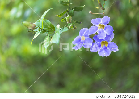 close up of flowers close up of flowers 134724015