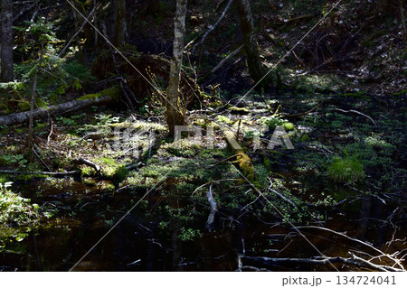 裏摩周・神の子池トレイルの植物など 134724041