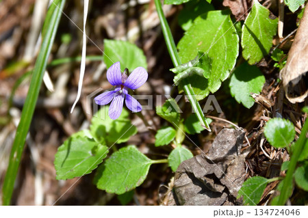 裏摩周・神の子池トレイルの植物など 134724046
