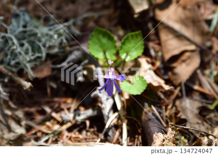 裏摩周・神の子池トレイルの植物など 134724047