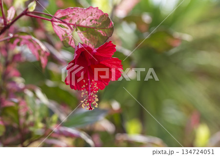 red hibiscus flowers on green background red hibiscus flowers on green background 134724051
