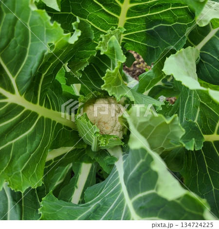 家庭菜園のカリフラワー 134724225